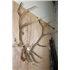 Image 6 : XXL 14-Point ELK Antler Rack Mounted on a Wood Plaque