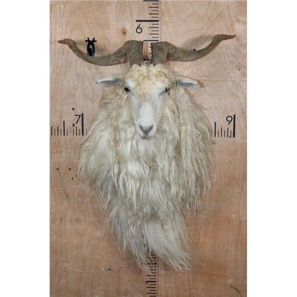 Big ANGORA GOAT Shoulder Mount