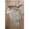 Image 2 : Big ANGORA GOAT Shoulder Mount