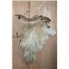 Image 3 : Big ANGORA GOAT Shoulder Mount
