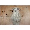 Image 4 : Big ANGORA GOAT Shoulder Mount