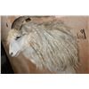 Image 5 : Big ANGORA GOAT Shoulder Mount