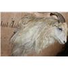 Image 6 : Big ANGORA GOAT Shoulder Mount
