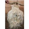Image 7 : Big ANGORA GOAT Shoulder Mount
