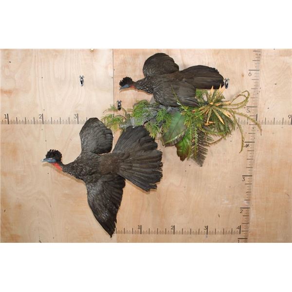 2 CRESTED GUAN Birds on a Decorative Habitat Base