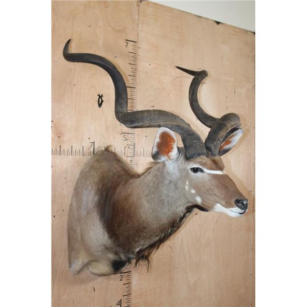 XL KUDU Shoulder Mount