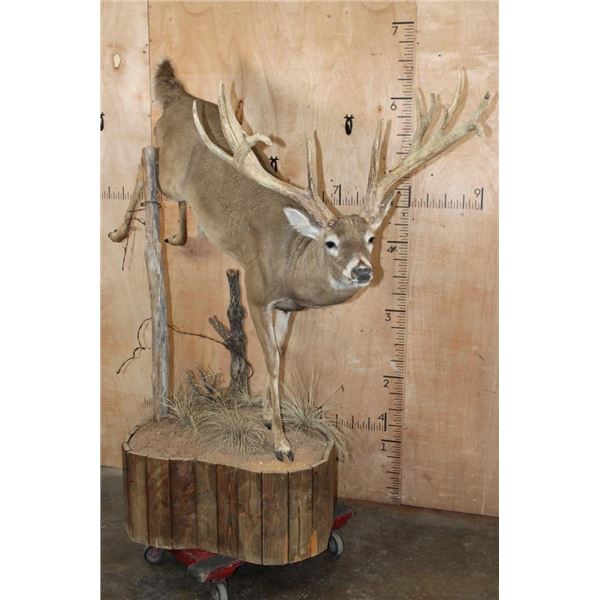 XXL Life-sized 16-Point Typical WHITETAIL DEER on a Decorative Base