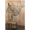 Image 1 : XXL Life-sized 16-Point Typical WHITETAIL DEER on a Decorative Base