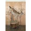 Image 2 : XXL Life-sized 16-Point Typical WHITETAIL DEER on a Decorative Base
