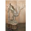 Image 3 : XXL Life-sized 16-Point Typical WHITETAIL DEER on a Decorative Base