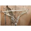 Image 4 : XXL Life-sized 16-Point Typical WHITETAIL DEER on a Decorative Base