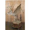 Image 5 : XXL Life-sized 16-Point Typical WHITETAIL DEER on a Decorative Base