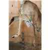 Image 9 : XXL Life-sized 16-Point Typical WHITETAIL DEER on a Decorative Base