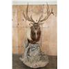 Image 1 : XXL 18-Point ELK Pedestal Mount