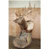 Image 2 : XXL 18-Point ELK Pedestal Mount