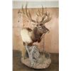 Image 3 : XXL 18-Point ELK Pedestal Mount