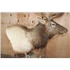 Image 5 : XXL 18-Point ELK Pedestal Mount