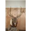 Image 7 : XXL 18-Point ELK Pedestal Mount