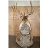 Image 8 : XXL 18-Point ELK Pedestal Mount