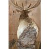 Image 9 : XXL 18-Point ELK Pedestal Mount
