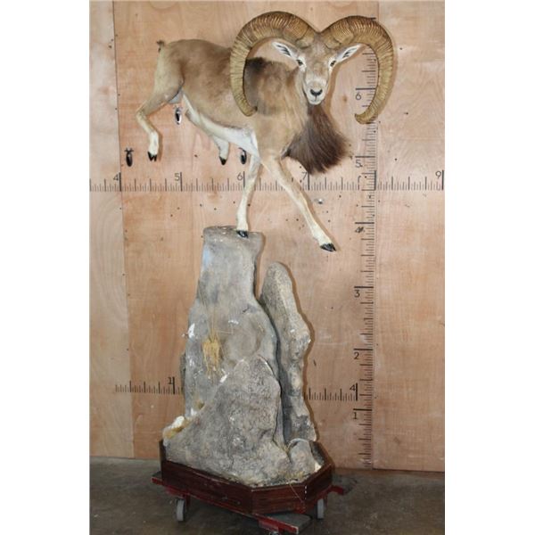 XL Life-sized MOUFLON on a Decorative Rock Base