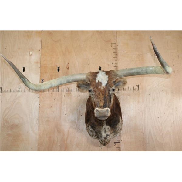 XXL TEXAS LONGHORN Shoulder Mount