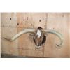 Image 2 : XXL TEXAS LONGHORN Shoulder Mount