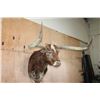 Image 3 : XXL TEXAS LONGHORN Shoulder Mount