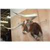 Image 4 : XXL TEXAS LONGHORN Shoulder Mount