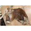 Image 5 : XXL TEXAS LONGHORN Shoulder Mount