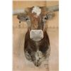 Image 6 : XXL TEXAS LONGHORN Shoulder Mount