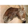 Image 7 : XXL TEXAS LONGHORN Shoulder Mount