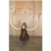 Image 8 : XXL TEXAS LONGHORN Shoulder Mount
