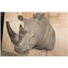 Image 3 : XXL Reproduction RHINOCEROS Shoulder Mount