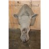 Image 4 : XXL Reproduction RHINOCEROS Shoulder Mount