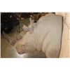 Image 7 : XXL Reproduction RHINOCEROS Shoulder Mount