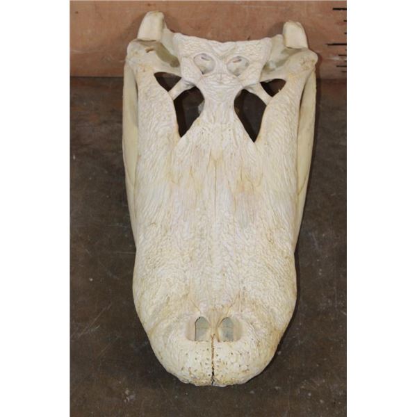 XXL ALLIGATOR Skull with a Removable Jaw and No Teeth