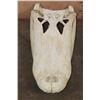 Image 1 : XXL ALLIGATOR Skull with a Removable Jaw and No Teeth