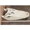 Image 2 : XXL ALLIGATOR Skull with a Removable Jaw and No Teeth