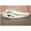 Image 3 : XXL ALLIGATOR Skull with a Removable Jaw and No Teeth