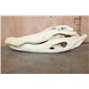Image 4 : XXL ALLIGATOR Skull with a Removable Jaw and No Teeth