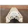 Image 5 : XXL ALLIGATOR Skull with a Removable Jaw and No Teeth