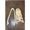 Image 6 : XXL ALLIGATOR Skull with a Removable Jaw and No Teeth