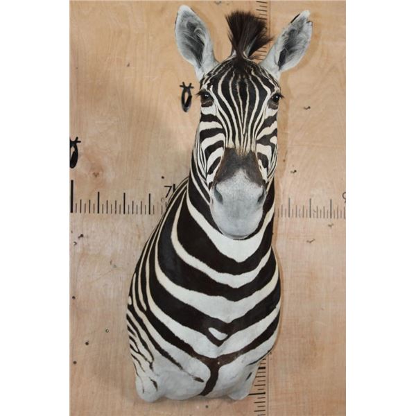 ZEBRA Shoulder Mount