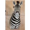 Image 1 : ZEBRA Shoulder Mount