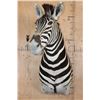 Image 2 : ZEBRA Shoulder Mount