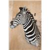 Image 3 : ZEBRA Shoulder Mount