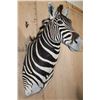 Image 4 : ZEBRA Shoulder Mount