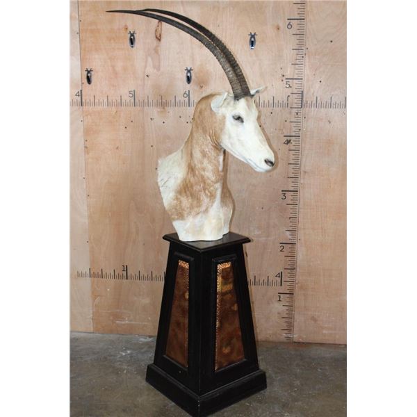 *TEXAS RESIDENTS ONLY* SCIMITAR HORNED ORYX Pedestal Mount