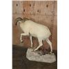 Image 10 : Life-sized DALL SHEEP Ram on a Rock Base with SCI Scored Paperwork